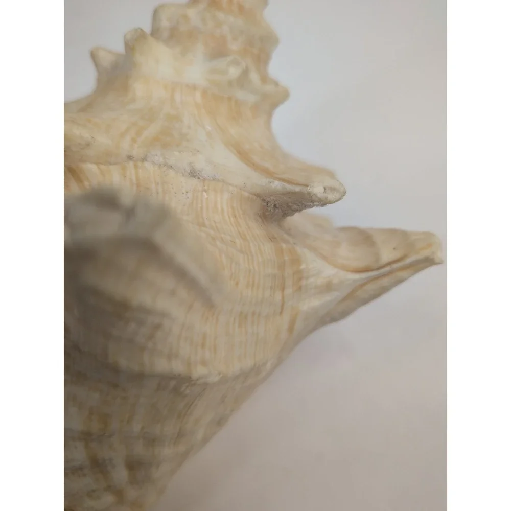 🏖️Large Vintage Pink-Lipped Murex Sea Shell Natural Ocean‎ Beach Coastal Decor